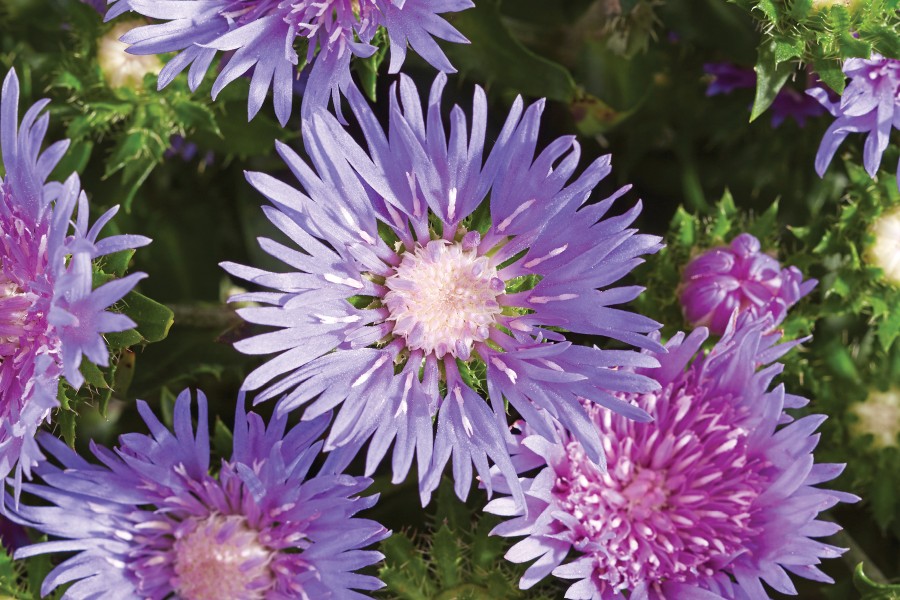 Stokesia Mel's Blue 50