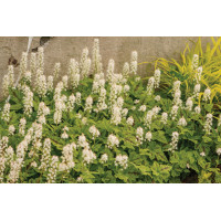 Tiarella Running Tapestry 21