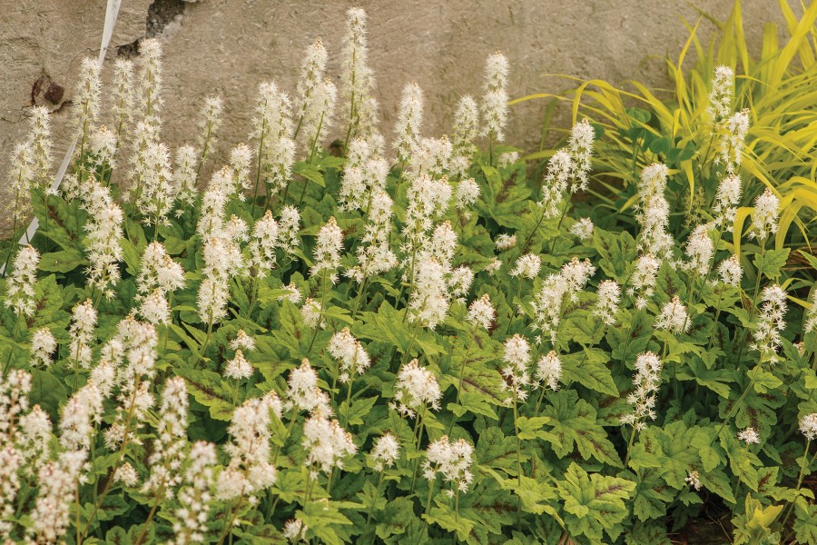Tiarella Running Tapestry 72