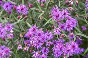 Vernonia Buzz Stop 21