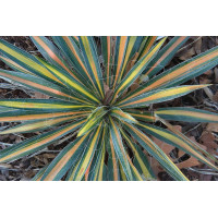 Yucca Color Guard 72