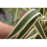 Yucca Ivory Towers 72