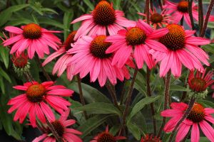 Echinacea 'Glowing Dreams'