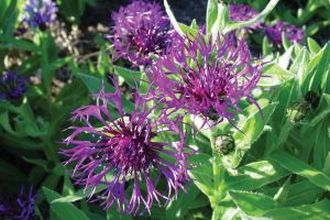 Centaurea 'Amethyst Dream'