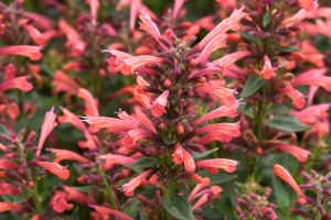 Agastache 'Summerlong Coral'