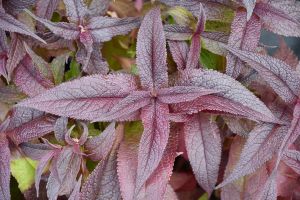 Eupatorium 'Blind Date'