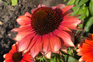 Echinacea 'Fine Feathered Flamingo'