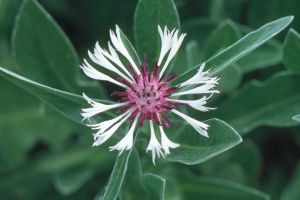 Centaurea 'Amethyst in Snow'