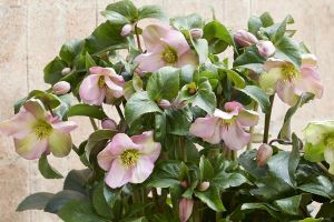 Helleborus 'Winter Sparkle Pink'