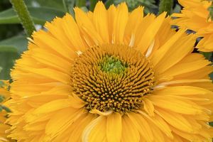 Echinacea 'Sunseekers Golden Sun'