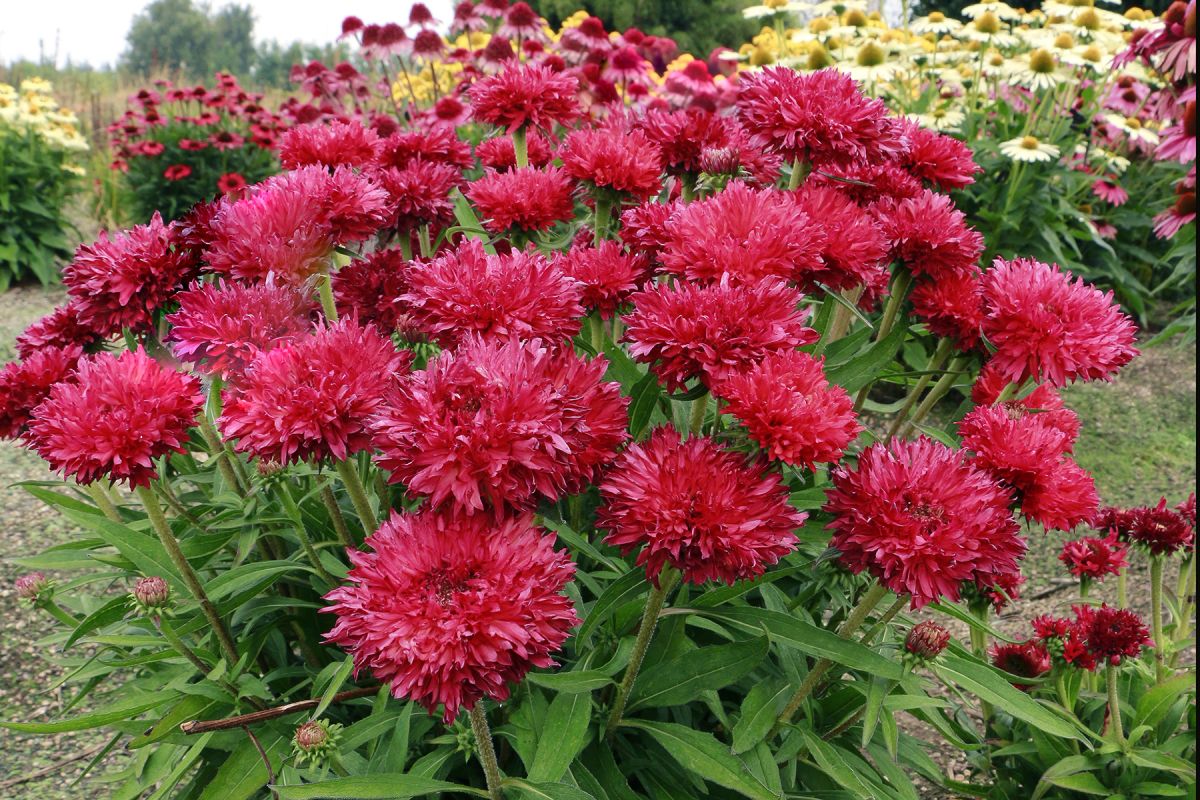 Echinacea Fringe Festival