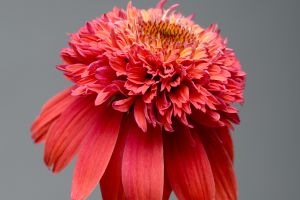 Echinacea 'Double Scoop Orangeberry'