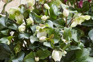 Helleborus 'Winter Sparkle Creme'