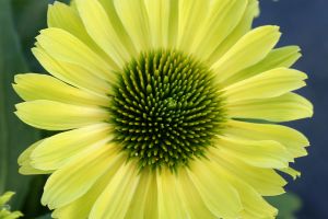 Erysimum Erysistible 'Bronze Rose'