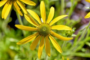Rudbeckia 'Green Eyed Lady'