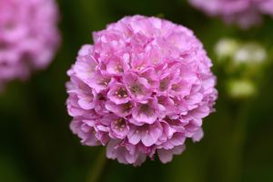 Armeria 'Dreameria Sweet Dreams'