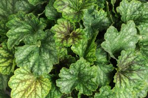 Heuchera 'Carnival Cocomint'