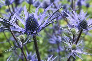 Eryngium 'Lapis Blue'