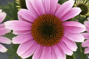 Echinacea 'French Tips'