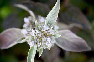 Pycnanthemum 'Smokey Mountain Mint'