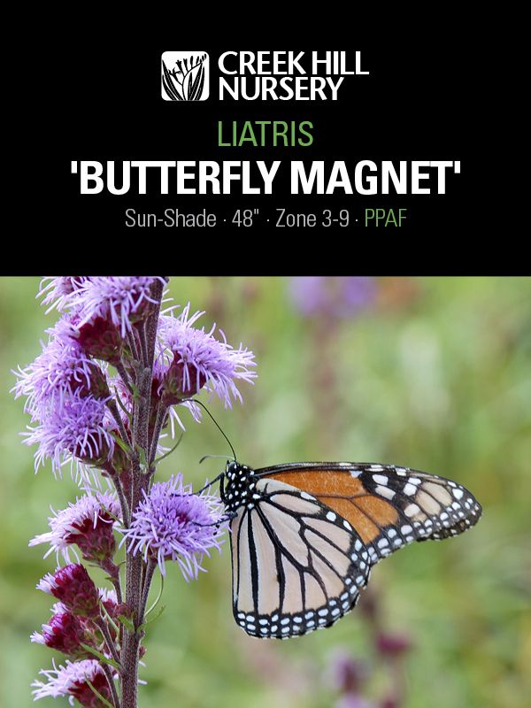 Liastris Butterfly Magnet