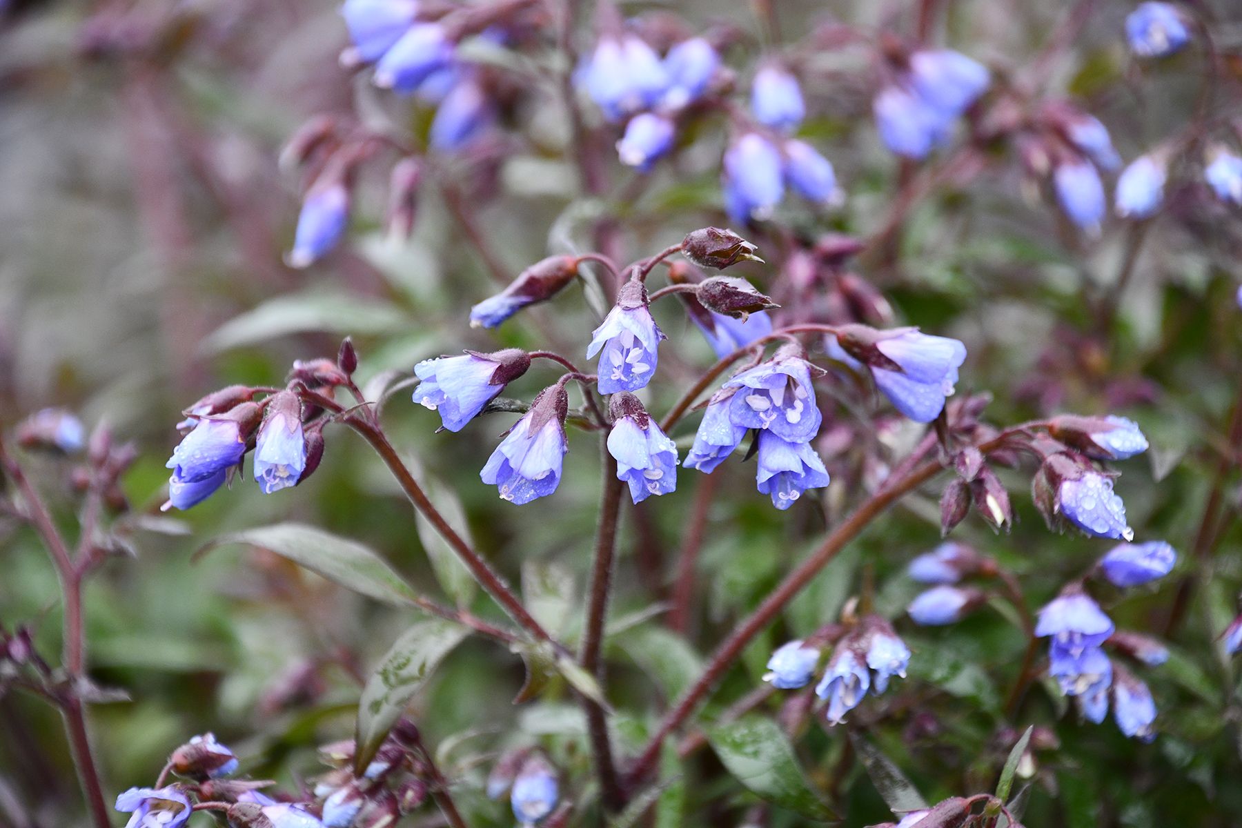 Polemonium Prince