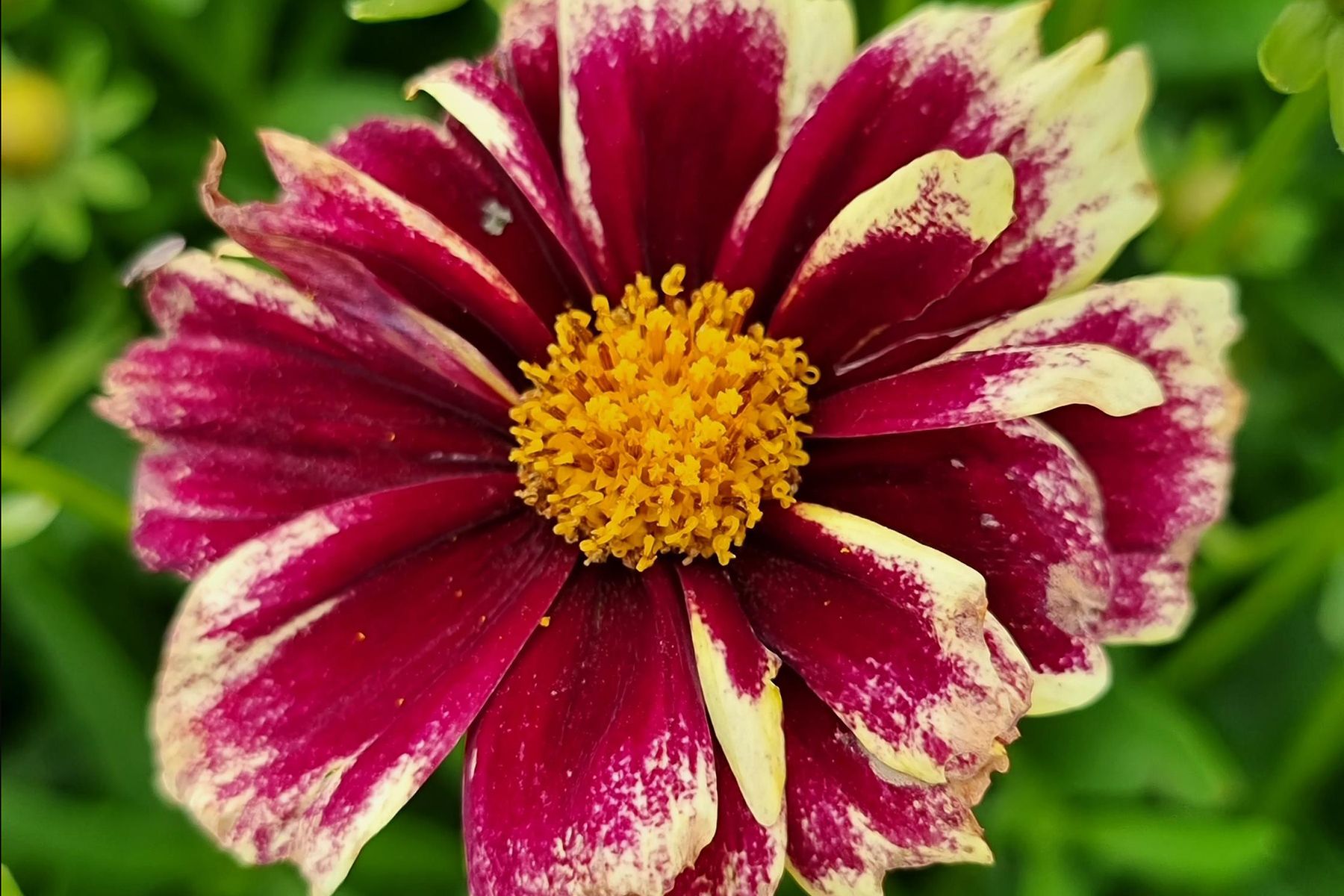Coreopsis Solar Fancy