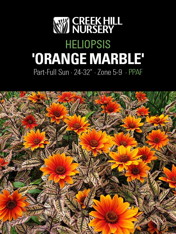 Heliopolis Orange Marble