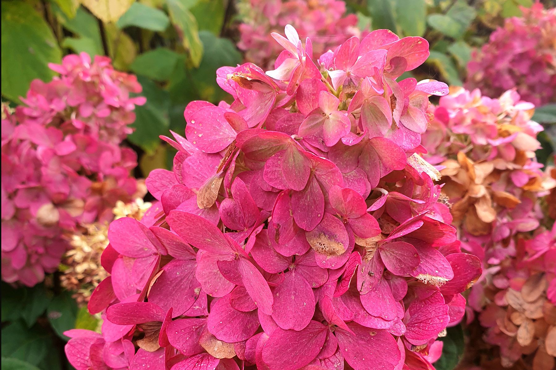Hydrangea Bonfire