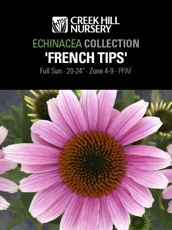 Echinacea French Tips