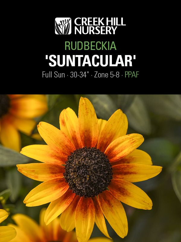 Rudbeckia Suntacular