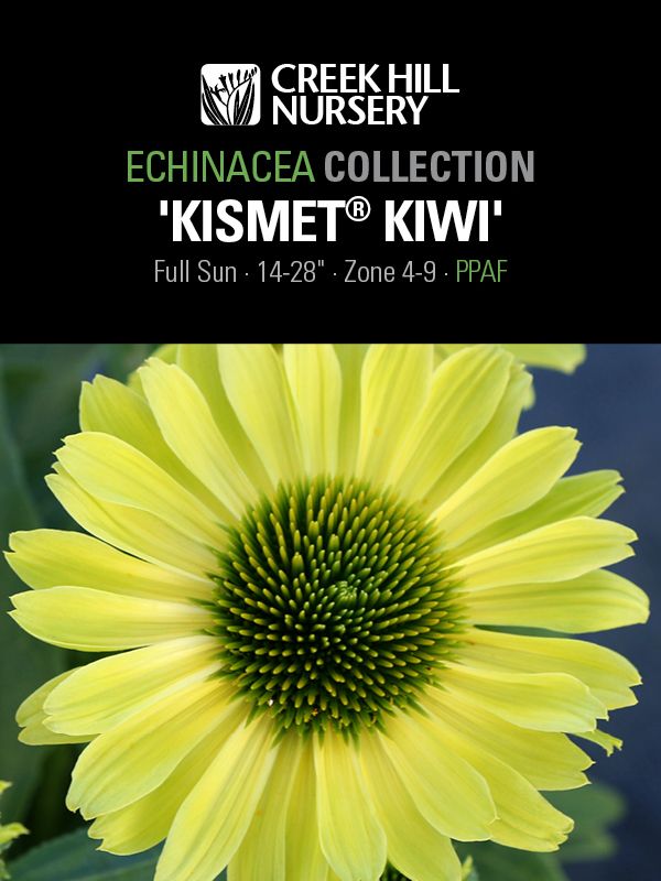 Eupatorium 'Little Pye'