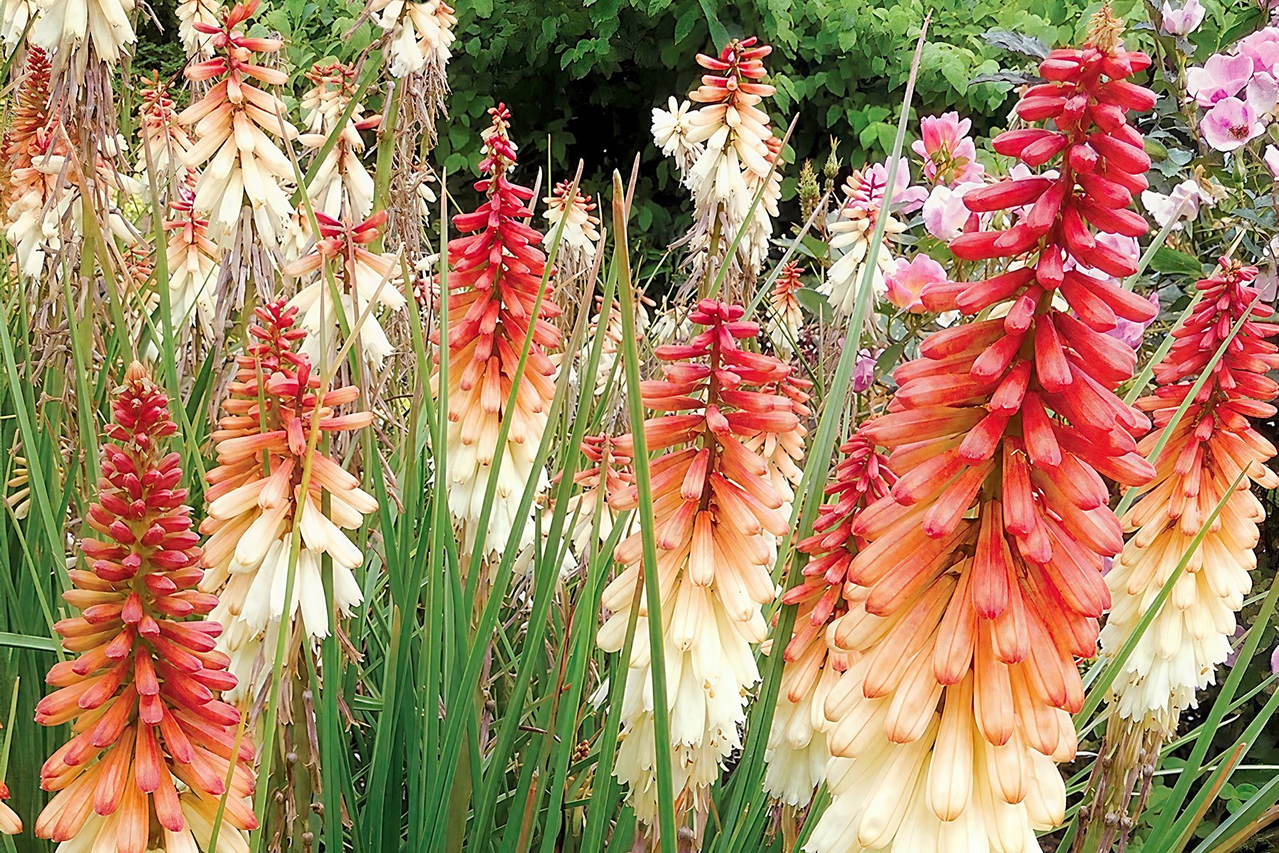 Kniphofia Popsicle Orange Vanilla