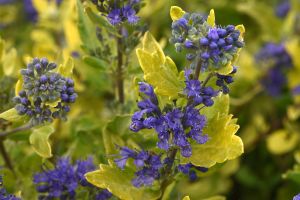 Caryopteris 'Gold Crest'