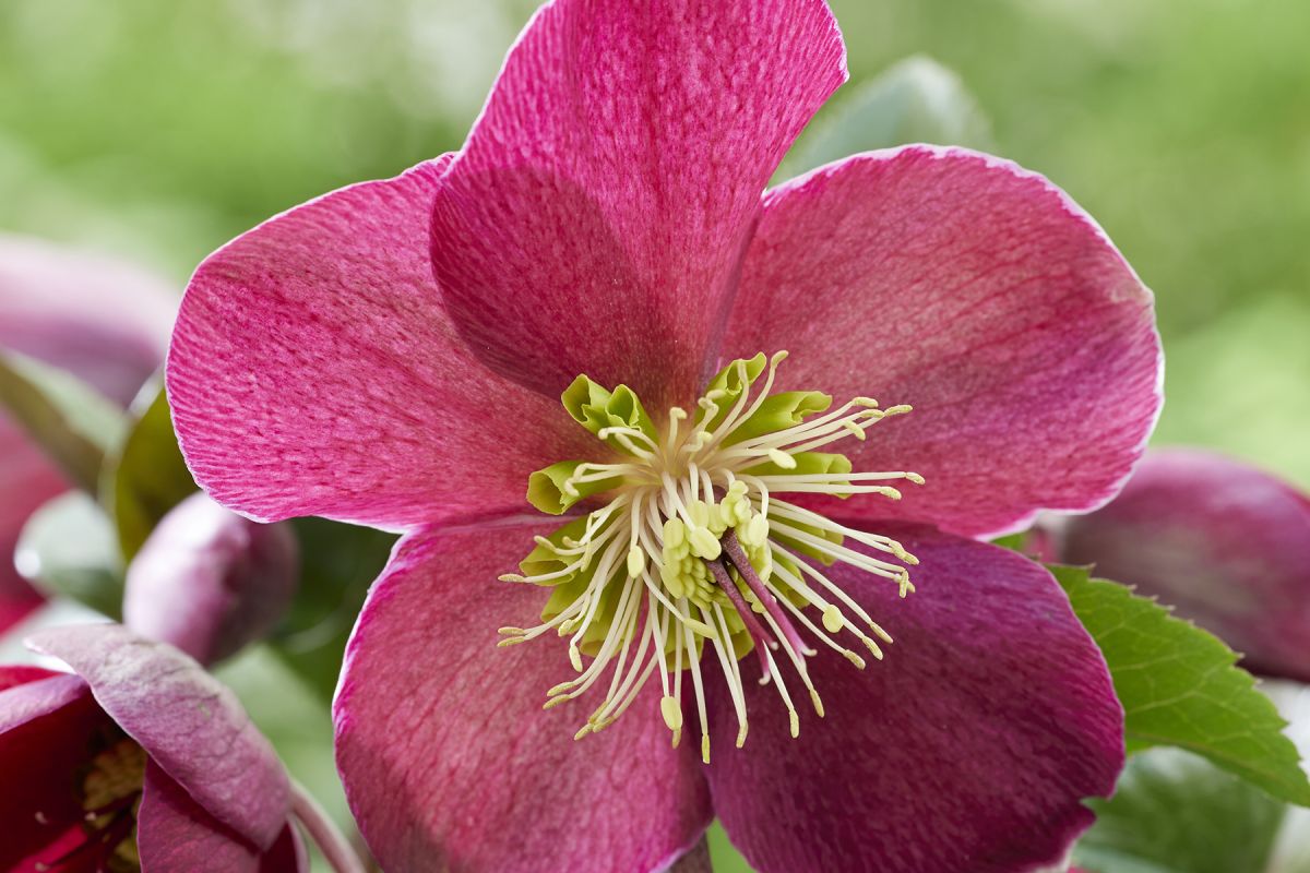 Helleborus Spring Sparkle Red
