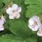 GER Ingwersens Variety 50