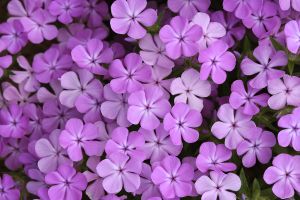 Phlox 'Candy Cloud Lavender'