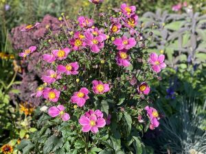 Anemone 'Dawn Breaker'