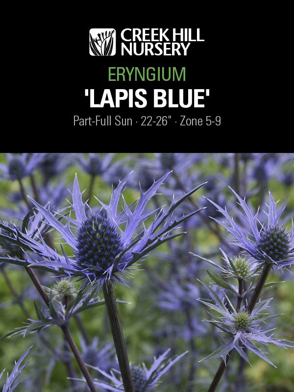 Eryngium 'Lapis Blue'