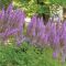 AST Purple Candles 50