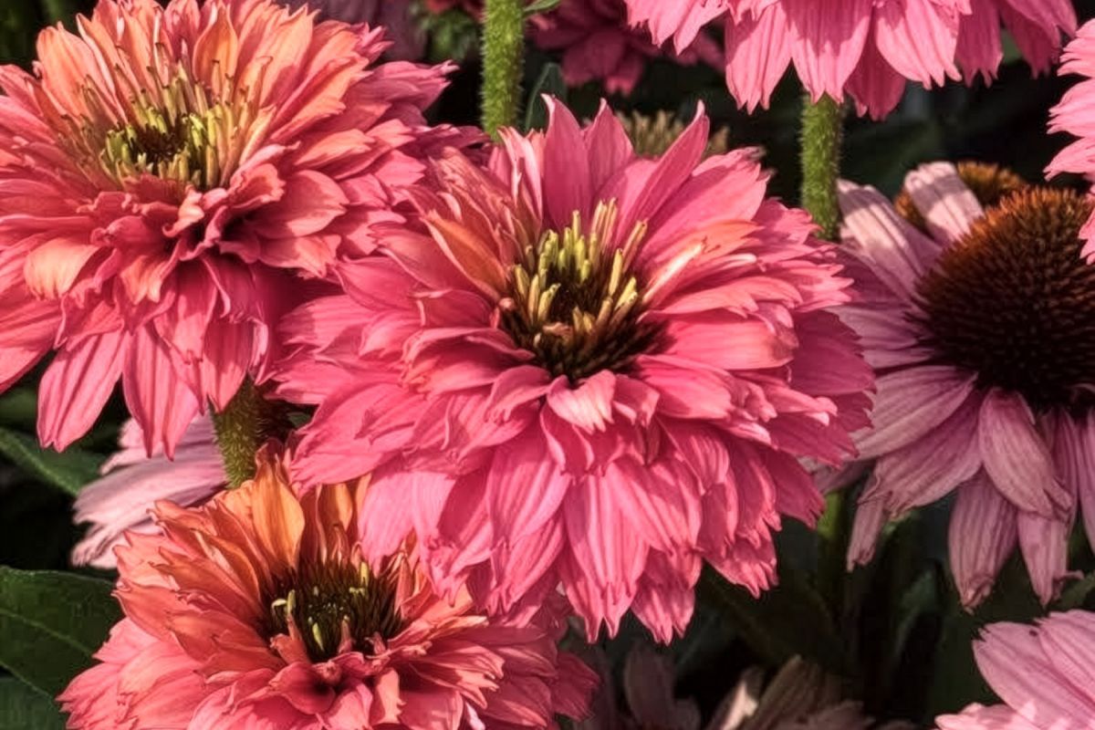 Echinacea Sunseekers Pink Grapefruit