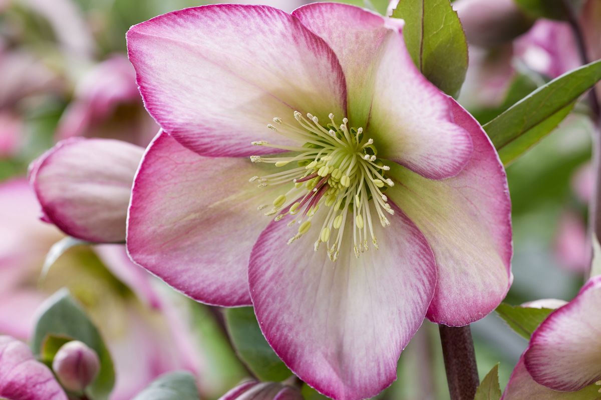 Helleborus Winter Sparkle Duo Pink