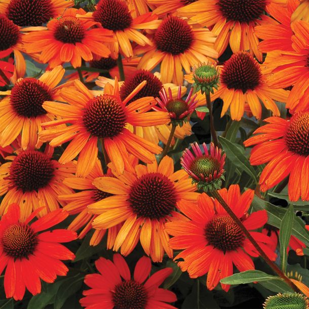 Echinaceas