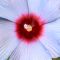 HIB Summer Spice Bleu Brulee 50