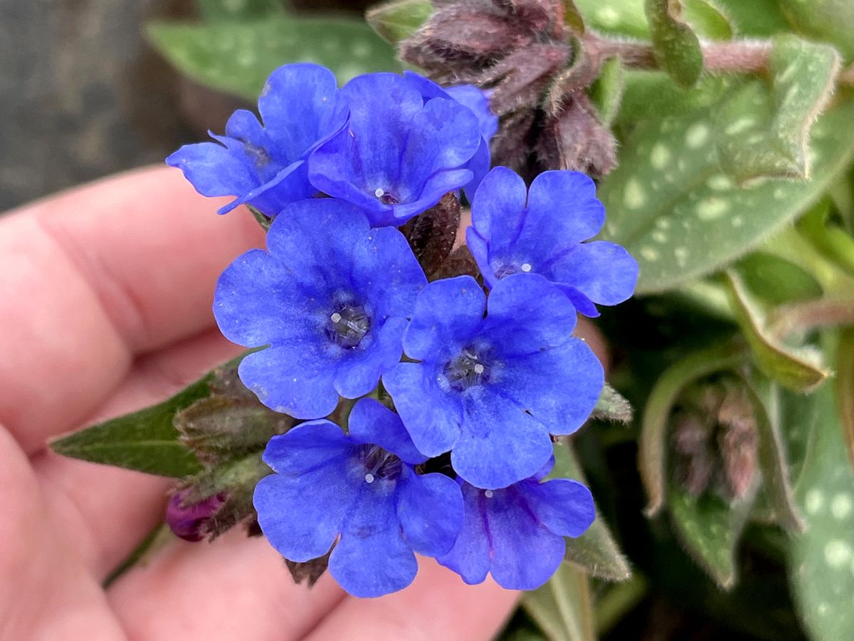 Pulmonary Nova Cobalt Blue