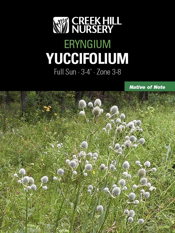 Eryngium yuccifolium