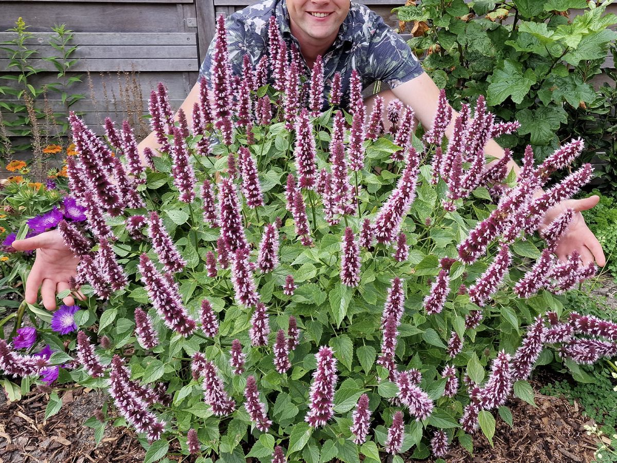 Agastache Beelicious Pink