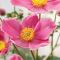 ANE Fantasy Jasmine 50