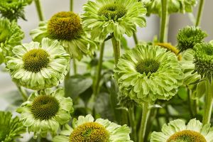 Echinacea 'Sunseekers Apple Green'