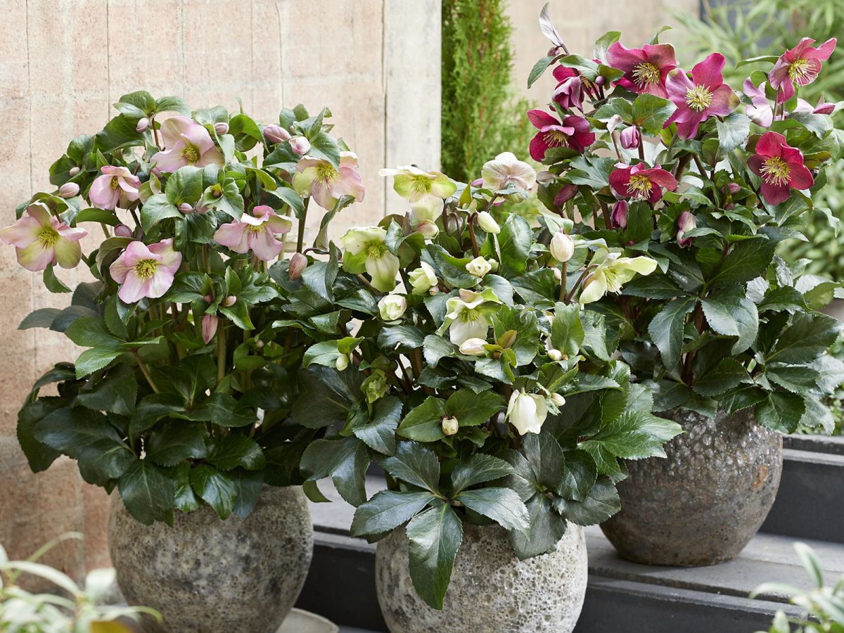 Helleborus Winter Sparkle series